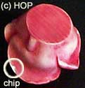 Rose Prototype - lid chip detail
