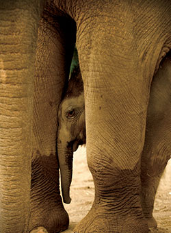 Oregon Zoo Elephants